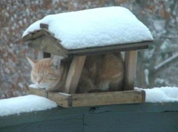 Коты в засаде