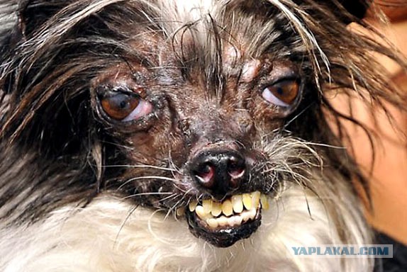 Он не похож на обычных собак, но все еще очаровывает каждого встречного