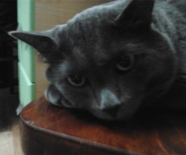 Котовторник  01.03.2016