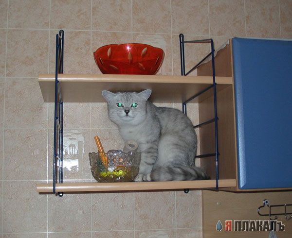 Коты, кошки, котята