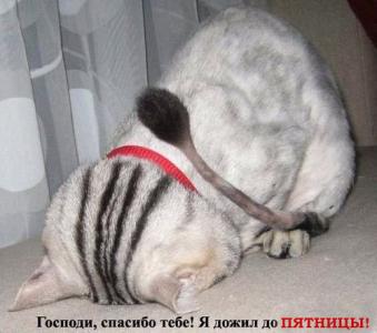 Котомет на вторник!