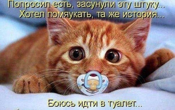 Мохнатые беспредельщики