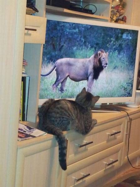 Коты из сети