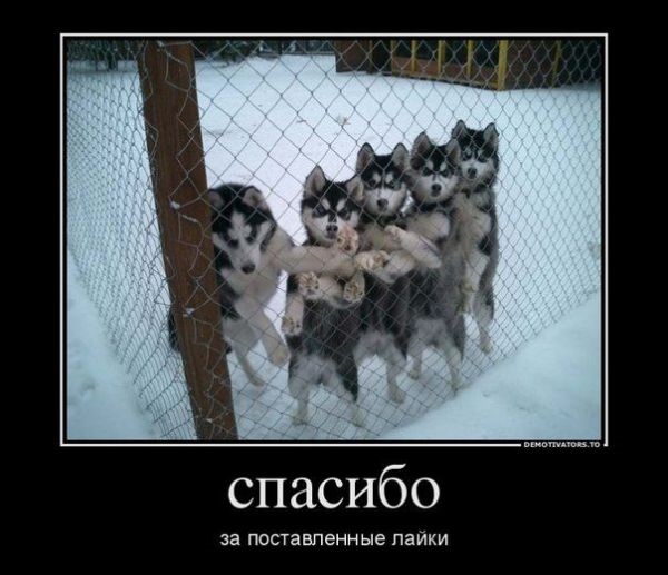 Кисюка и хасюка