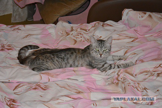 Котовторник 20.12.2016