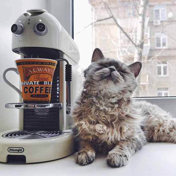 Коты и Кошки