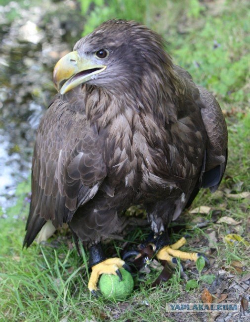 Ручной орел (5 фото)