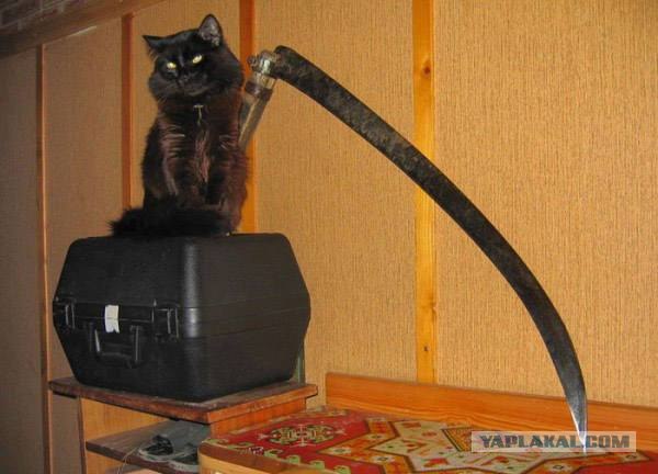 Котовторник на ЯПлакалъ