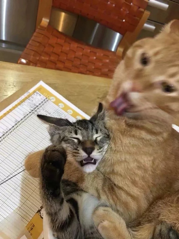 Прикольных котов пост