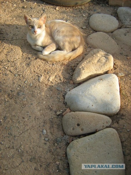 Котовторник, 19 октября
