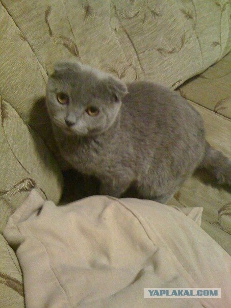 Как же можно про котовторник забыть?!