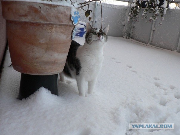 Котовторник 4.01.2011 - первый котовторник года