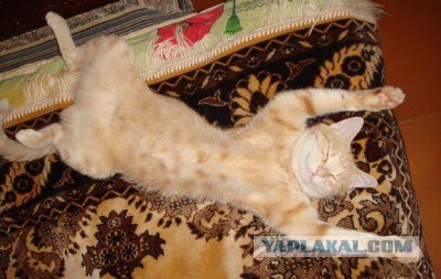 Котовторник с Максом