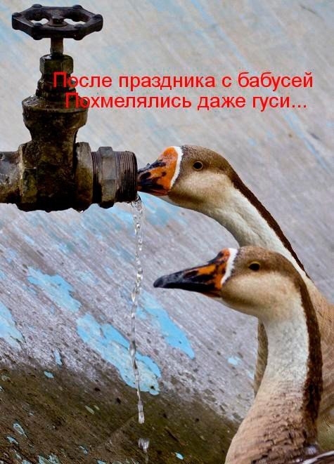 Прикольные комментарии и высказывания из Сети  07.11.2018