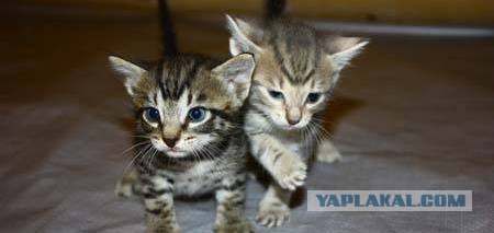 Сонный Котовторник