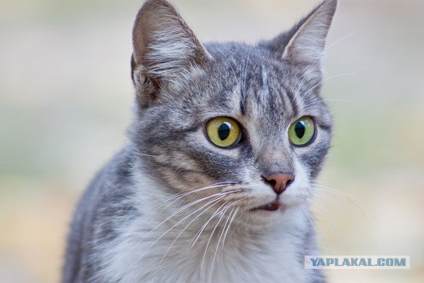 Котовторник 22.11.11