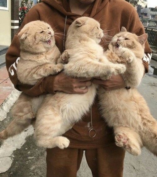 Прикольных котов пост