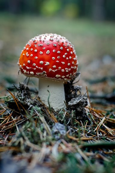 любительская фотография