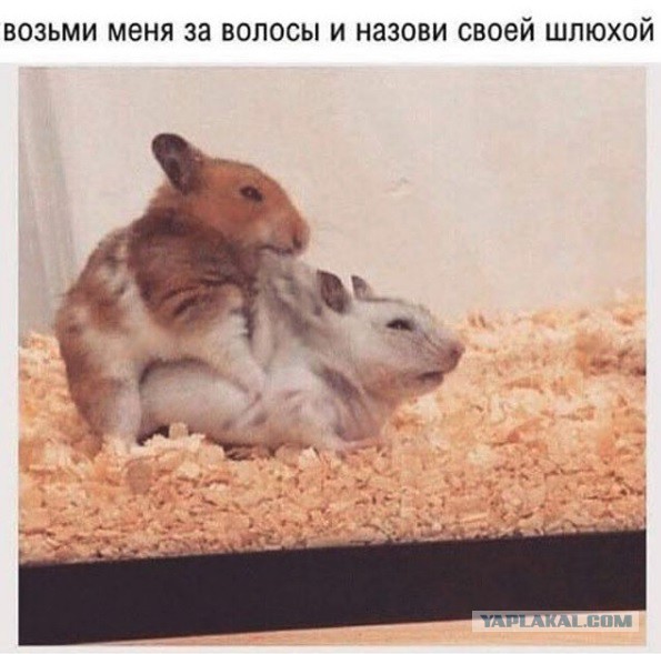Немного веселых картинок про этих