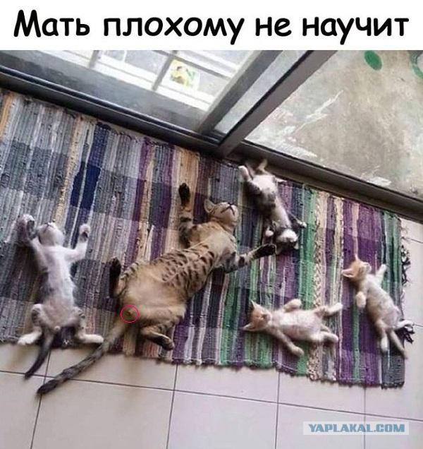 Чаёк с тортиком