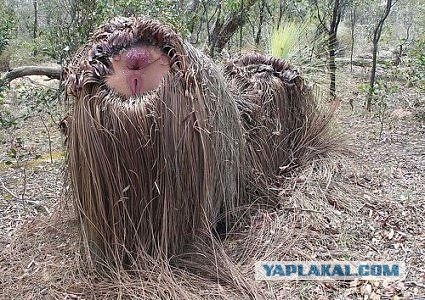 А в нашем лесу... (13 фото)
