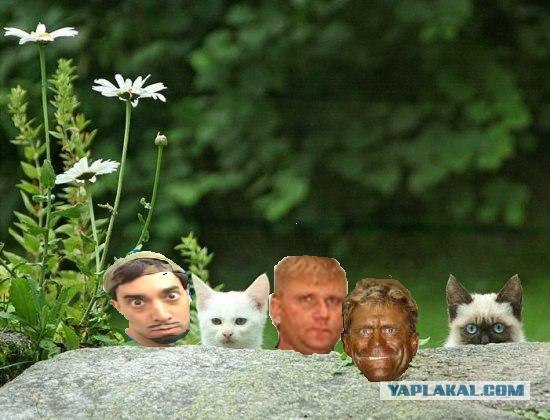 Фотожаба:Коты в засаде