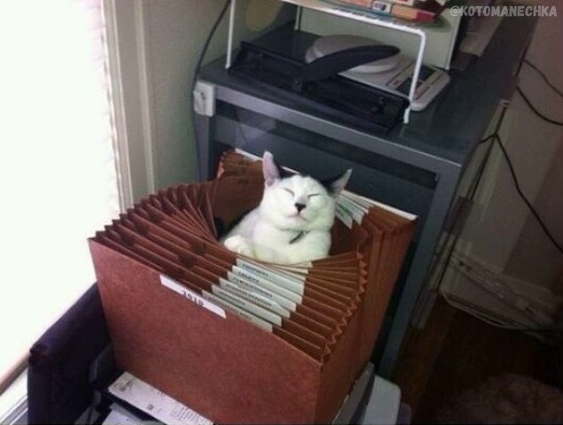 Эти забавные животные