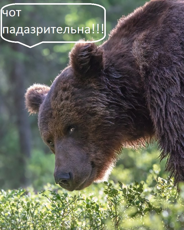 Здарова мужики, вы тут рыбу не видели?