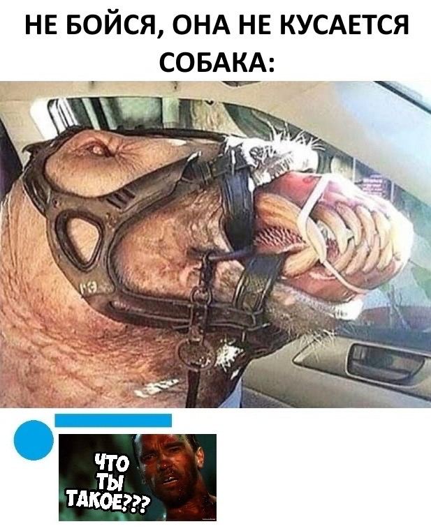 Дурацкие картинки