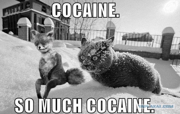 So much gone. Cocaine so much cocaine кот. Кот в снегу кокаин. Кот Какеин. So much cocaine Мем.