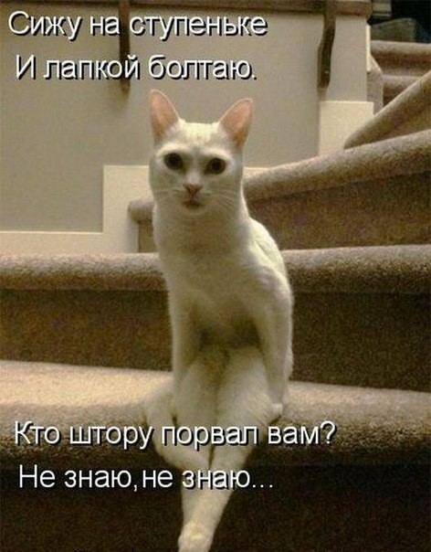 Картинки с котами и про котов