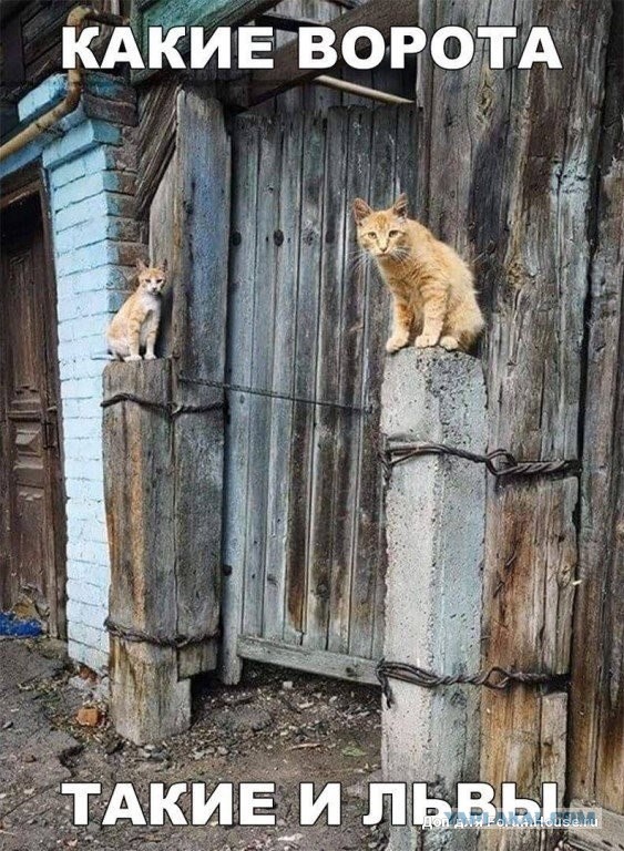Я ох.ел с цены на стружку...