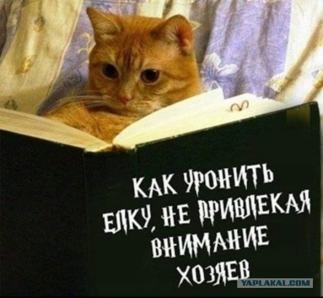 Баяны бабыЯны