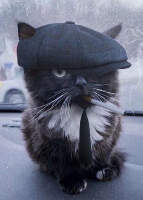 Журнал успешных котов