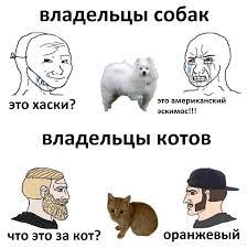 Позы для сна у кошек - что они означают?