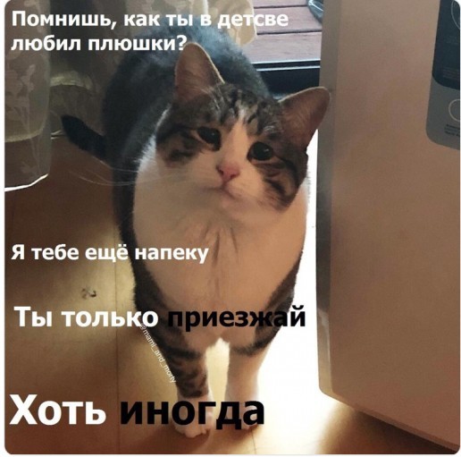 Деревенская кошка