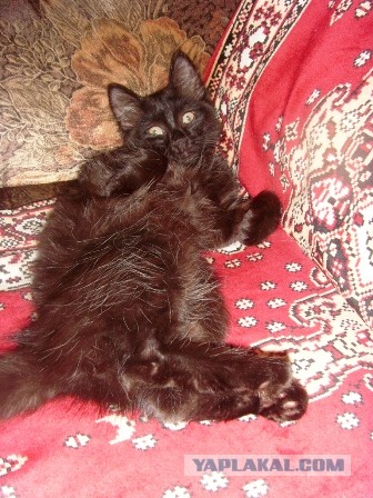 Котовторник 21.05.2013