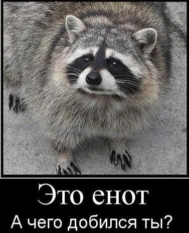 По-любому еноты