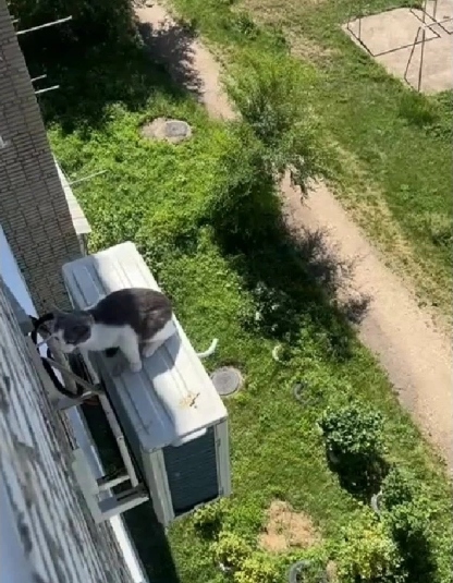 В Биробиджане кошка провисела несколько часов на кондиционере