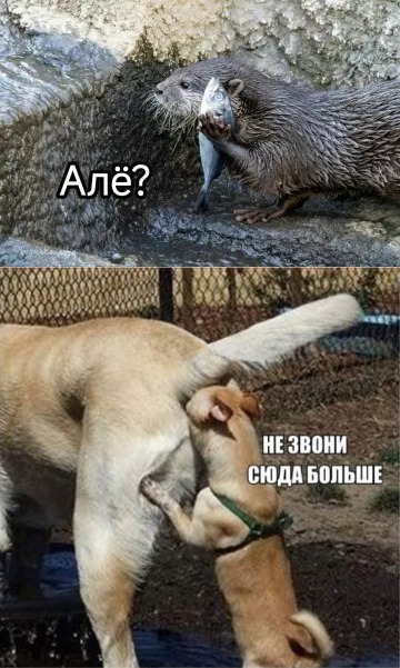 Всякой Хни вам в ленту, дорогие деграданты