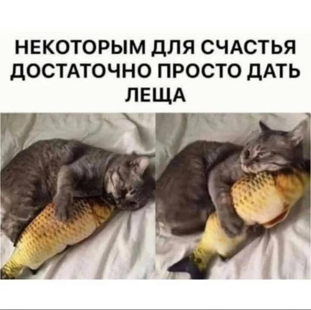 К котовторнику: подборка картинок-баянов с котиками и про котиков. Выпуск 40.