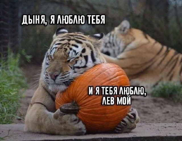 мемчики