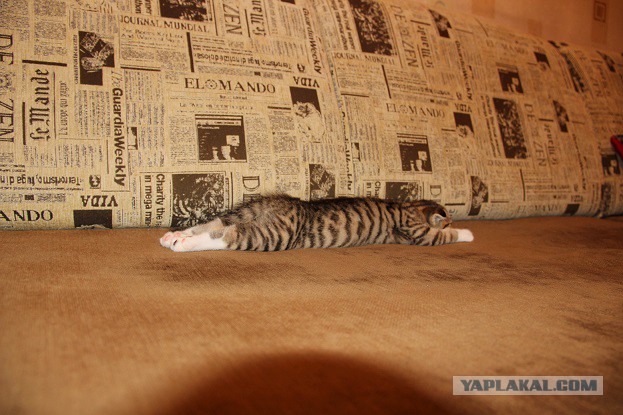 В мире животных