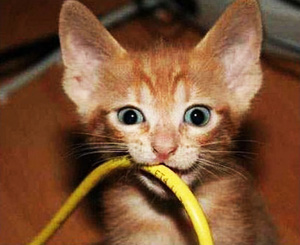 Коты ученых