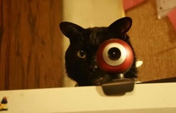 Коты ученых