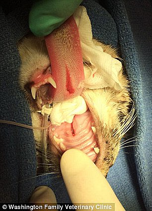 Кот выжил после выстрела стрелой в голову.