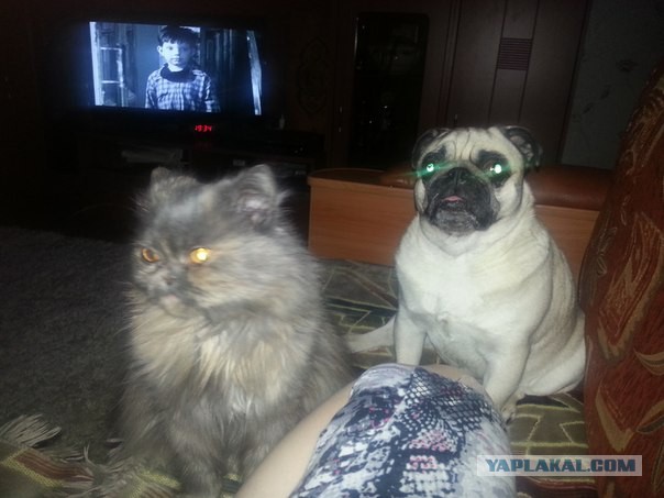 Котовторник 04.03.2014