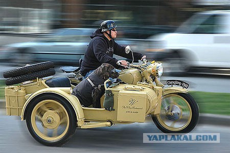 Сестра попросила перевезти её собаку
