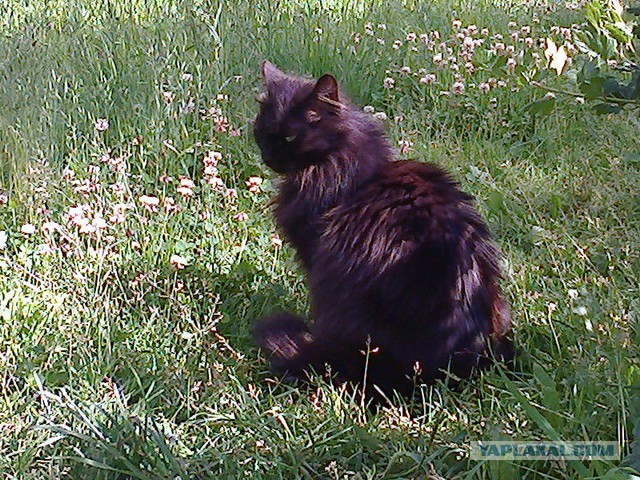 Котовторник 19.08.2014