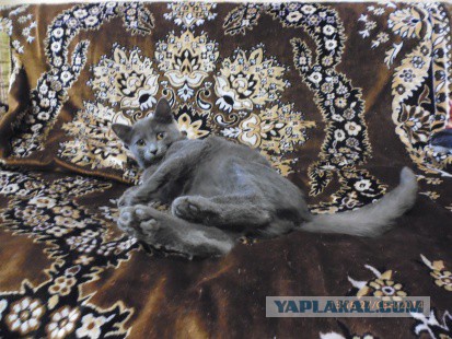 Котовторник 7.10.2014
